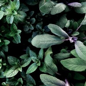 Green sage leaves with purple hues